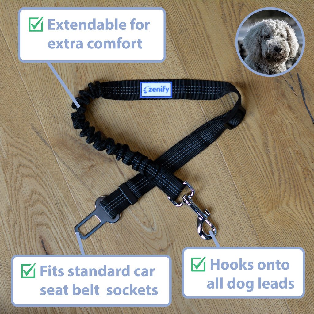 Pet belt hotsell shop near me