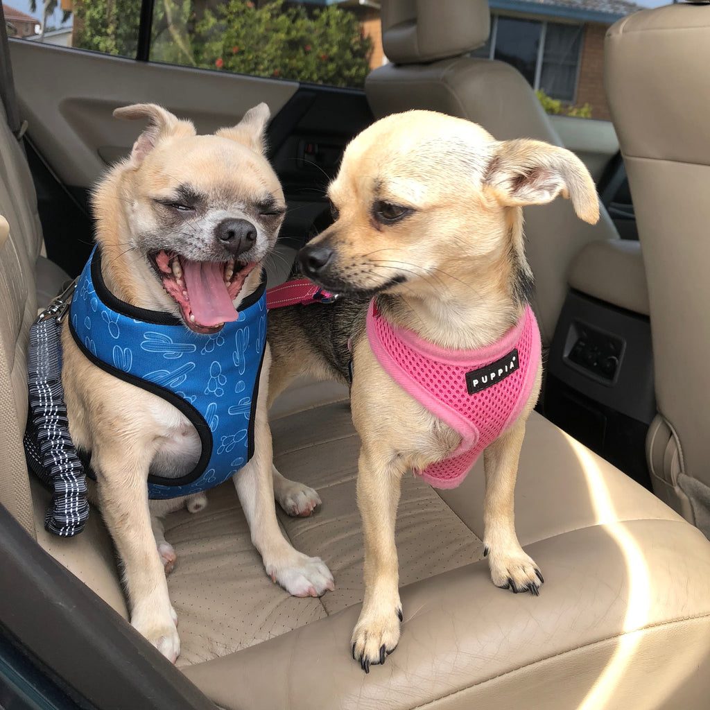 Dog Car Seat Belt Elastic Adjustable Leash Pet Travel Free
